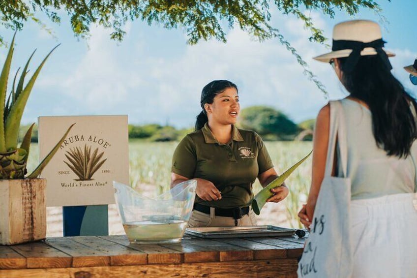 Tour at Aruba Aloe Factory