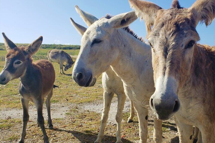 A visit with the lovely Donkeys