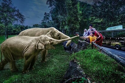 Night Safari Tickets with Tram Ride