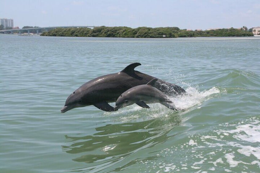 1-hour Dolphin Watching Cruise from Madeira Beach