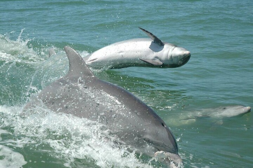 1-hour Dolphin Watching Cruise from Madeira Beach