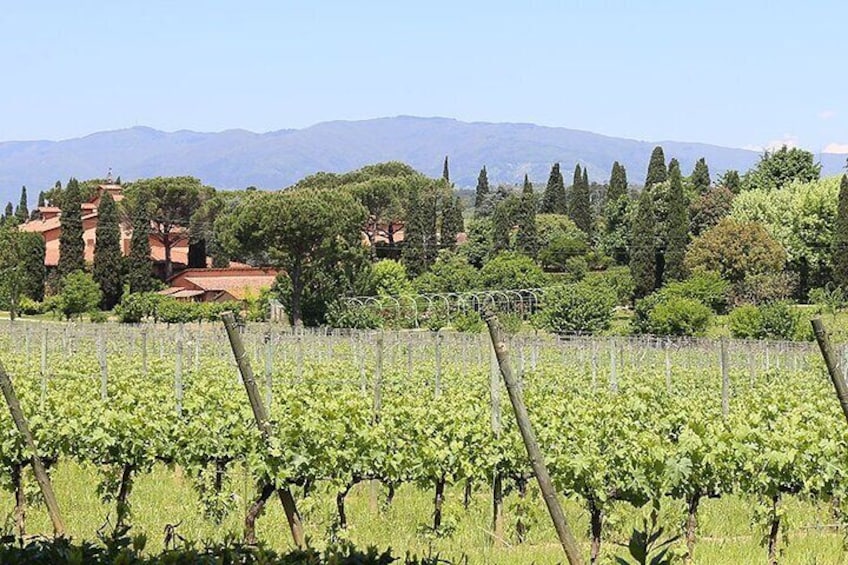 Vineyards near Lucca