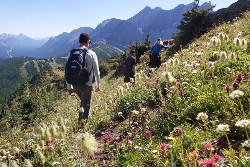 Mountain Wildflowers