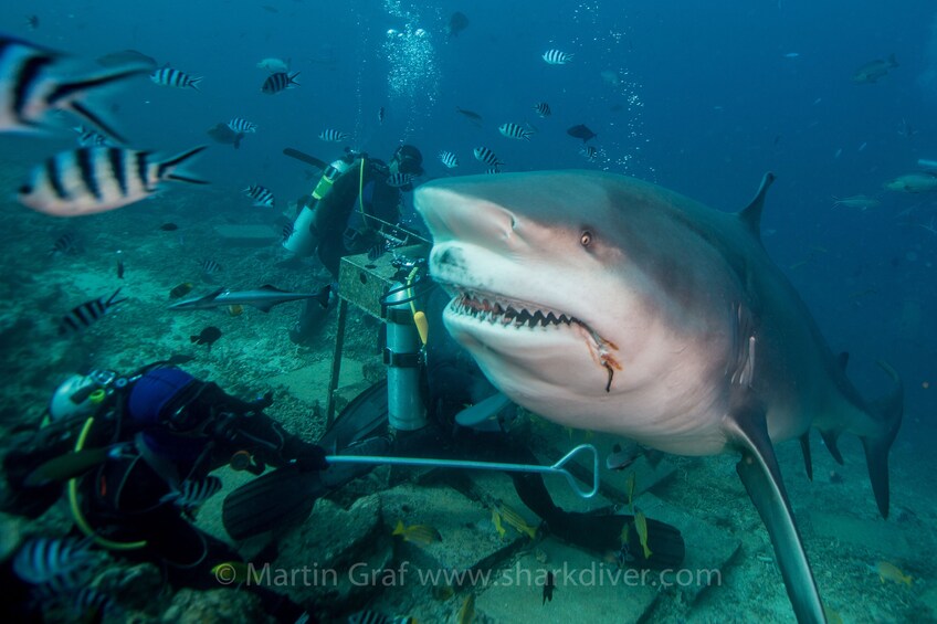 Divers next to a shark underwater in Beqa Lagoon
