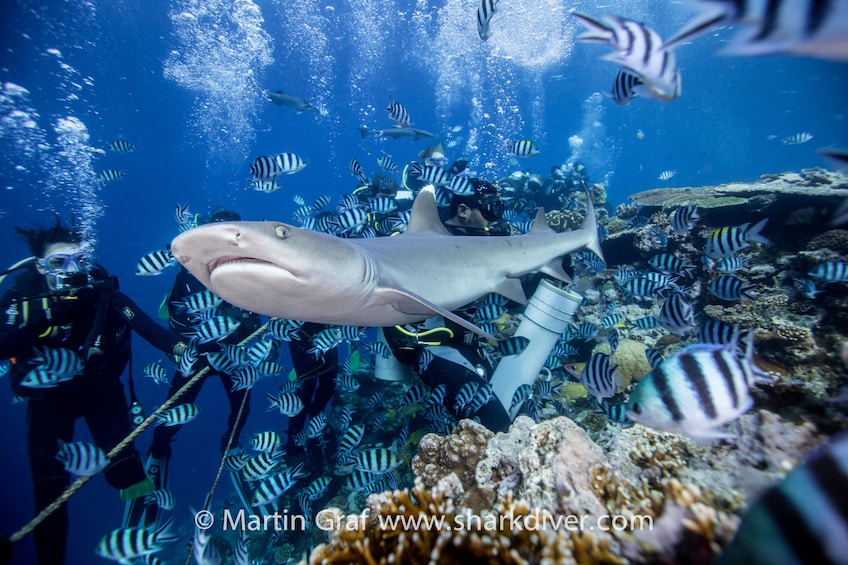 Divers underwater next to a shark in Beqa Lagoon
