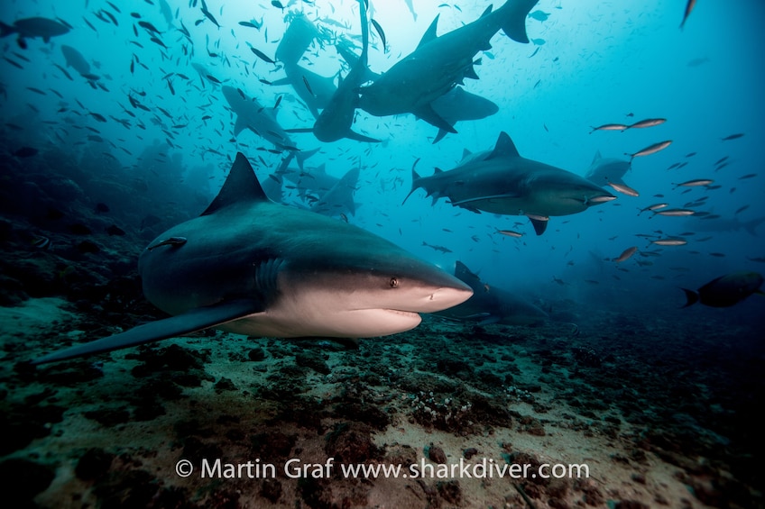 Sharks underwater in Beqa Lagoon
