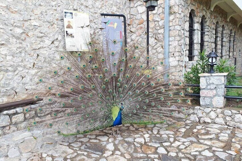 Peacock of Ohrid 