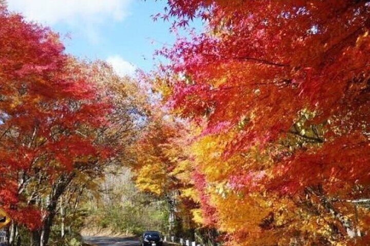  Private Trip from Tokyo to Nikko with a Local English Guide 