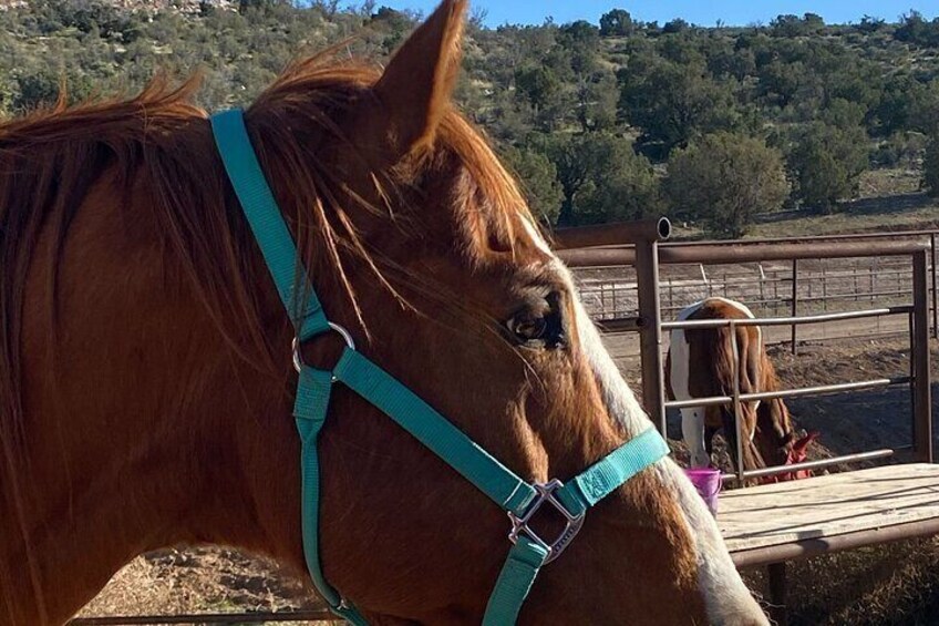 Grand Canyon ATV Tour + Horseback Riding Tour