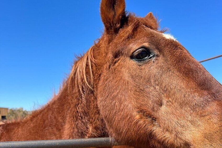 Grand Canyon ATV Tour + Horseback Riding Tour