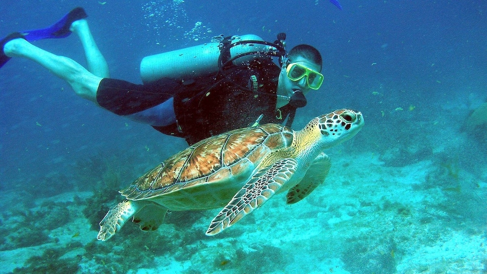 Snorkeling underwater next to a sea turtle in Cham Island 