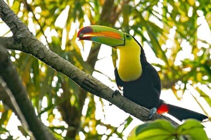 “Sloth Adventure & Beach Escape”