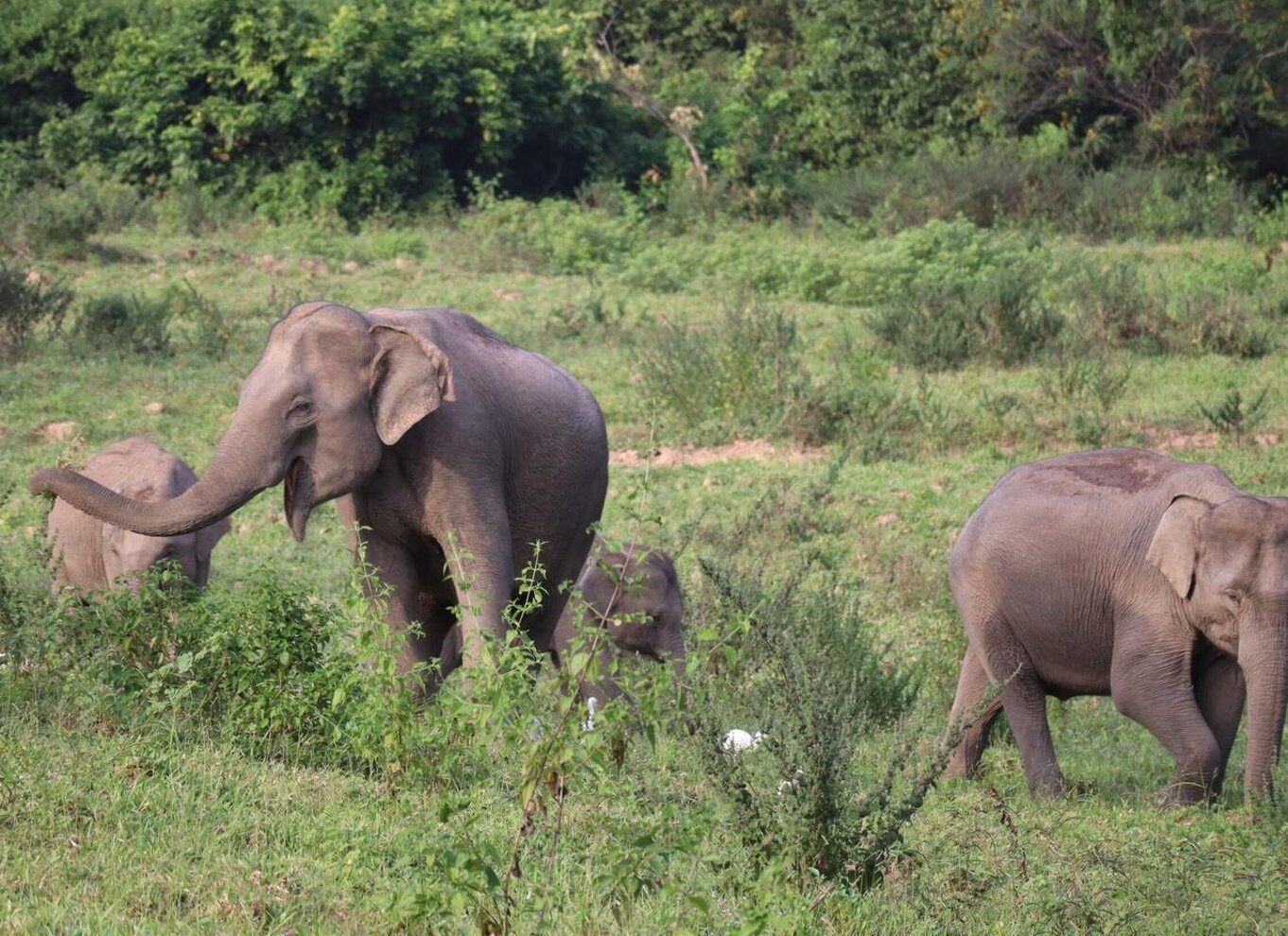 Cincinnati: Cincinnati Zoo Admission Ticket