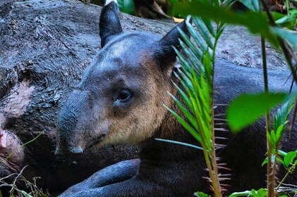 Corcovado Siren Station + Caño Island 2 separate days-all included