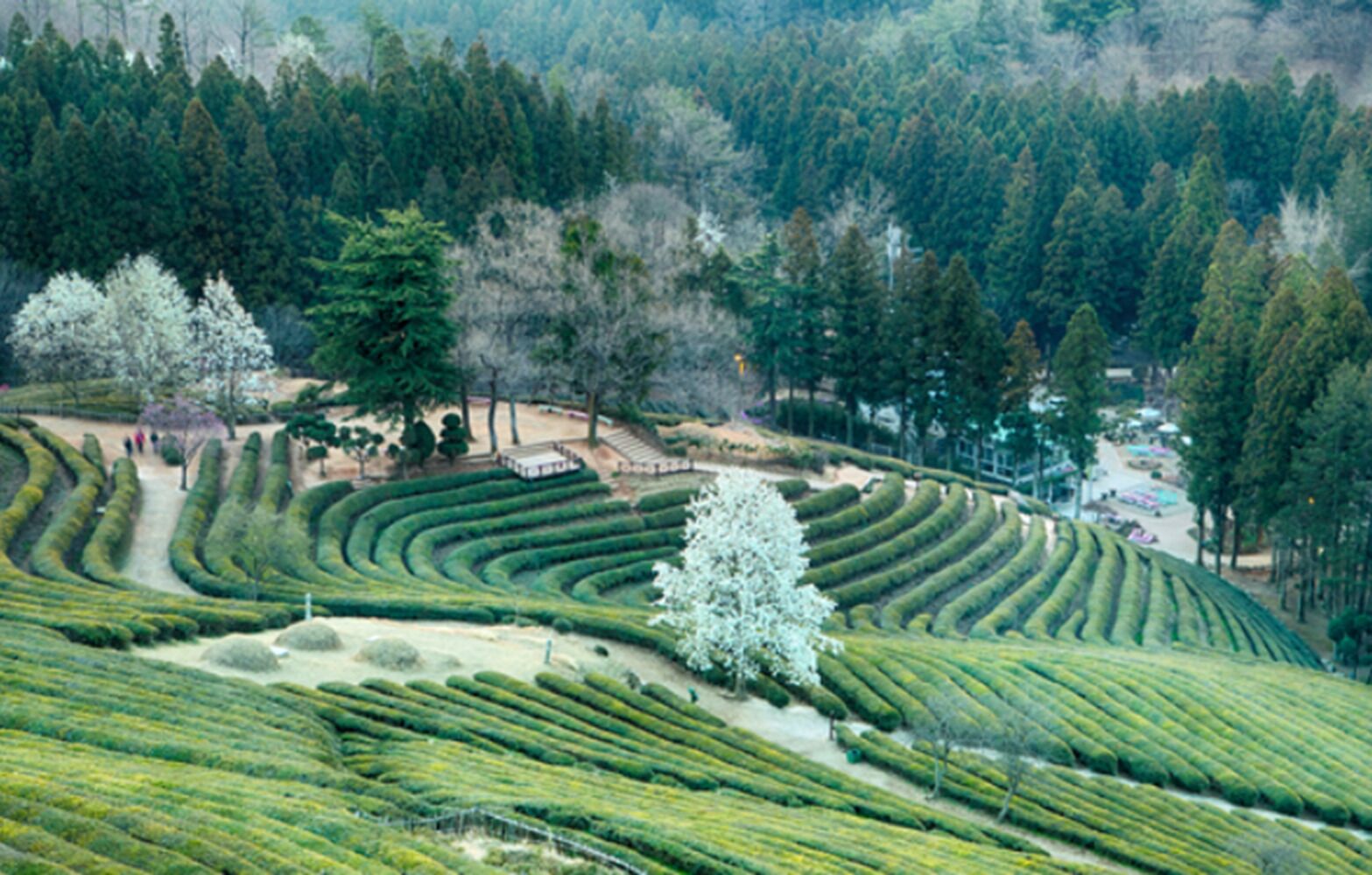 2-Day Suncheon &amp; Yeosu Tour with KTX Train Ride