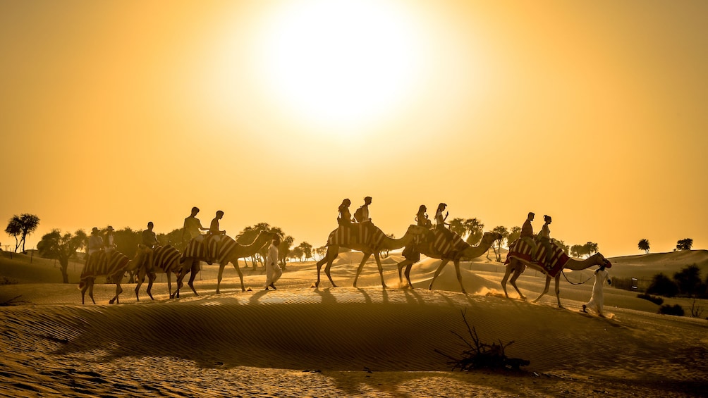 Dubai Sunset Camel Trek with BBQ Dinner