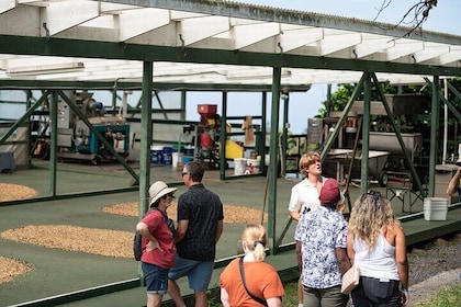 Kona Coffee Farm Tour