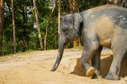 Phuket: Half-Day Ethical Elephant with Meal and Transfer