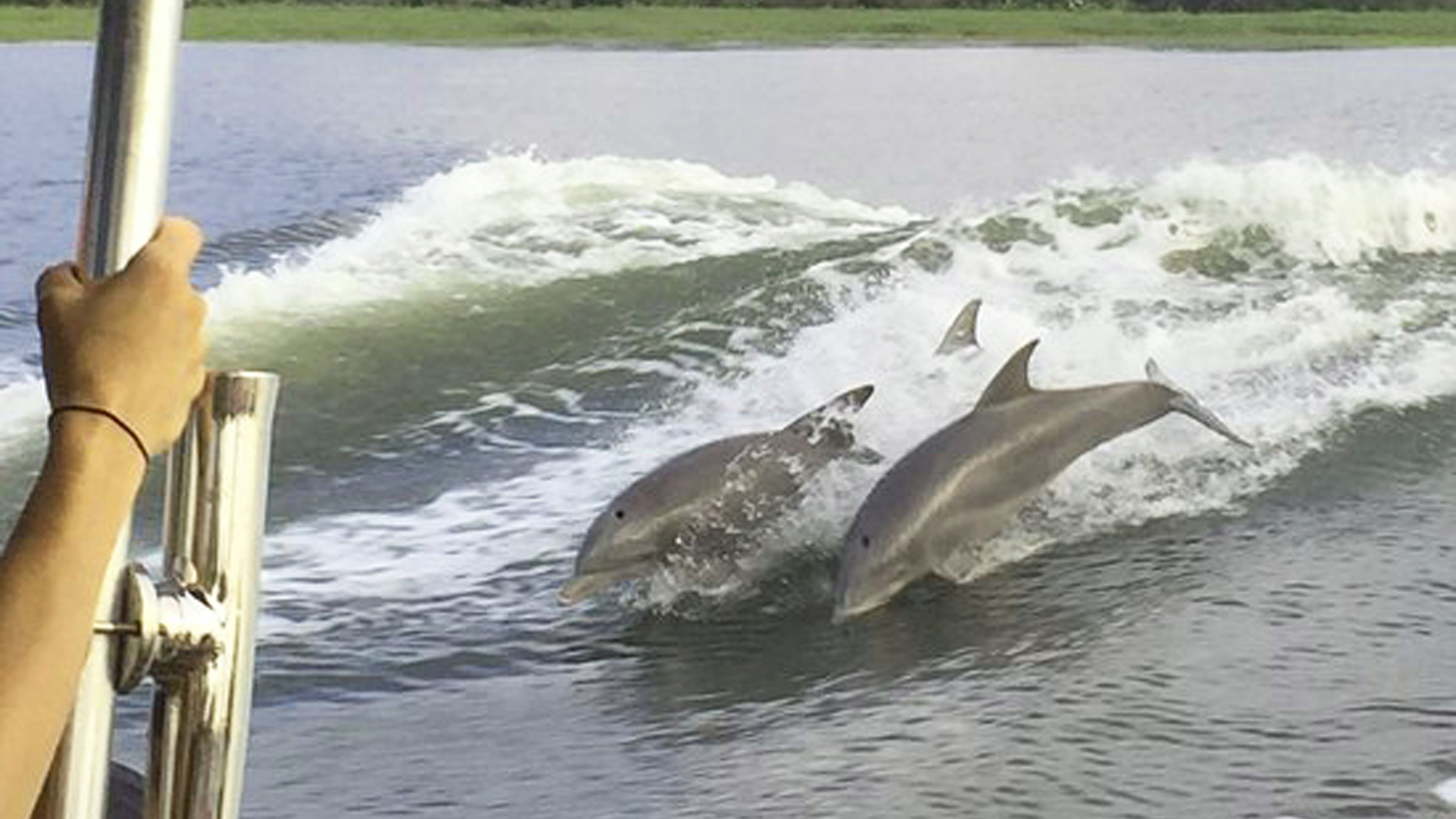 dolphin tours