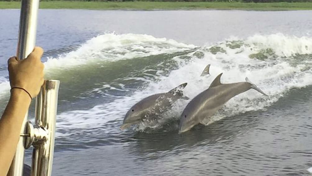 Tybee Island Dolphin Tour