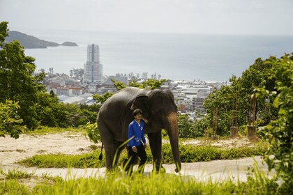 Phuket: Patong Ethical Elephant Sanctuary Tour with Transfer