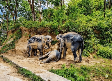Phuket: Elephant Sanctuary Guided Tour with Hotel Transfers