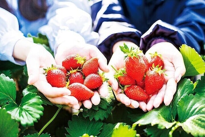 Fukiaware Falls Harada Fruit Picking and Lavender Flower Sea Trip