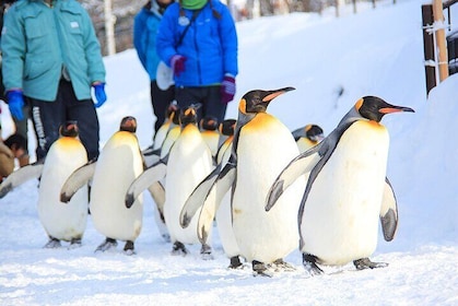 Hokkaido 1Day Tour to Asahiyama Zoo, Blue Pond and Fairy Terrace