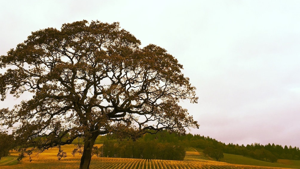 Willamette Valley vineyard