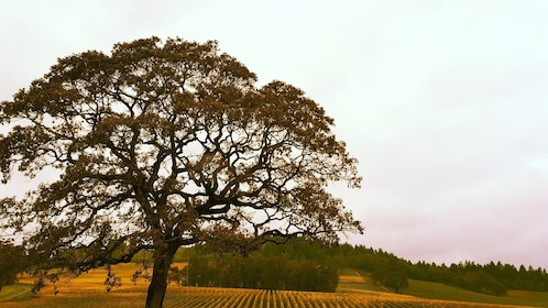Private Group, Full Day - Willamette Valley Wine Tour