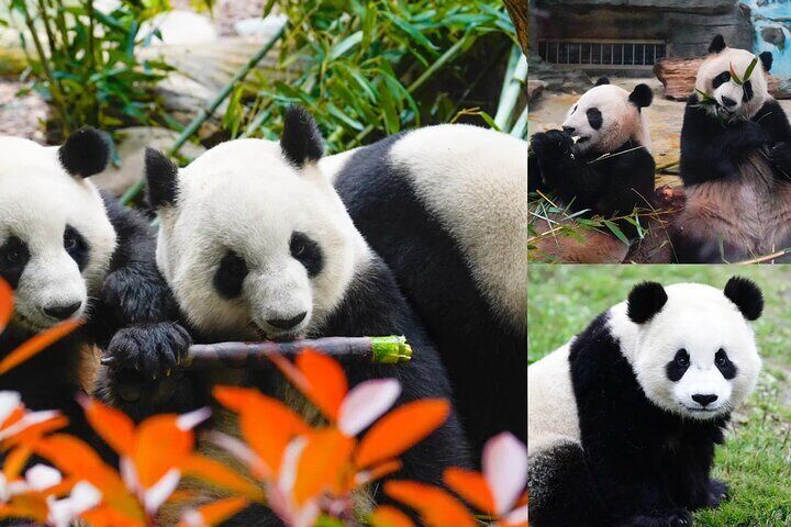 Chengdu Giant Panda: Panda Base or Shenshuping