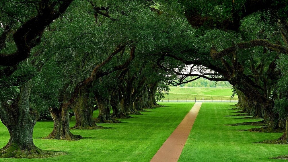 Guided Day Tour of Oak Alley Plantation