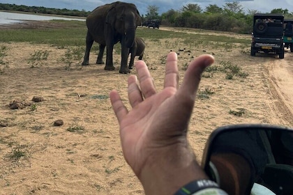 Yala Safari Day Tour