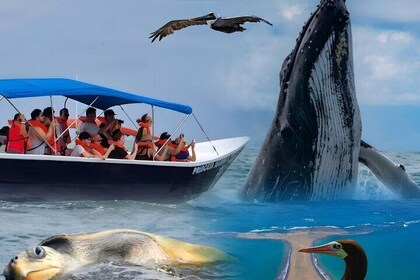 Peninsula of Life Natural Experience with Humpback Whales