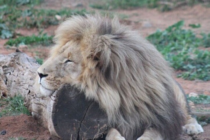 Addo Elephant Park Full Day Photo Safari