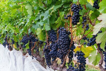 Full Day Tour of Brazilian Wineries