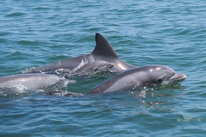Private Dolphin and Intracoastal Tour of Anna Maria Island