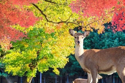 7 Day Private Tour of Tokyo Japan Highlights