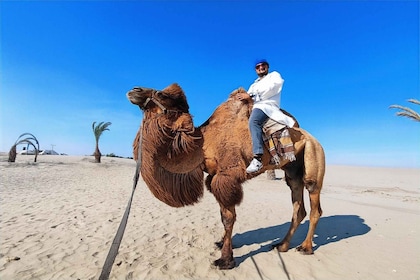 From Lima: Full Day Dromedaries & Huacachina Oasis