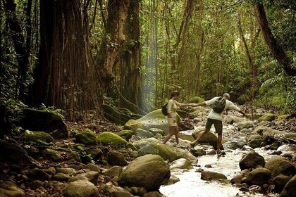 A Scenic, Historical and Guided Rainforest Tour