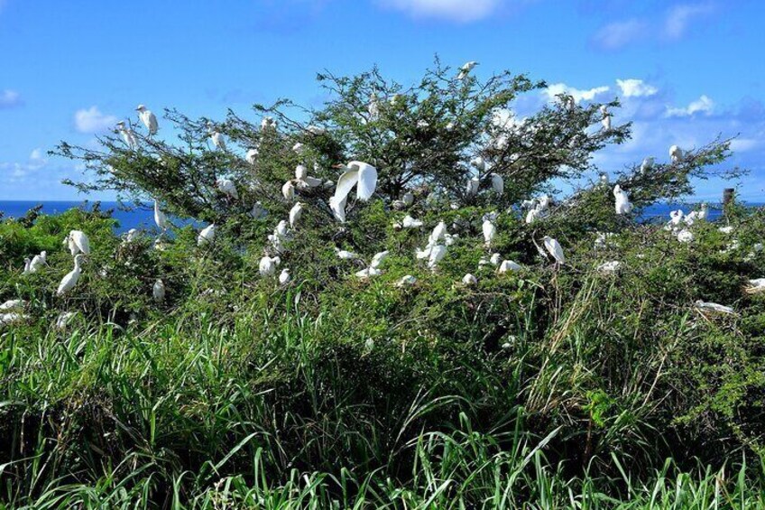 White Egret Birds