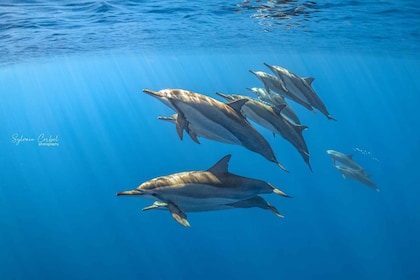 Reunion: Dolphin and Whale Excursion in Saint-Gilles