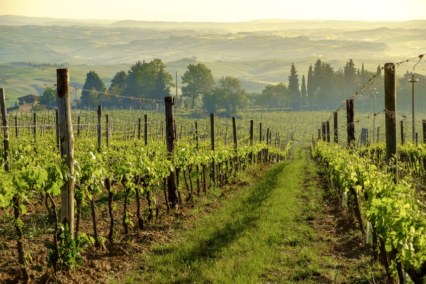 Vespa experience on Chianti roads from Florence