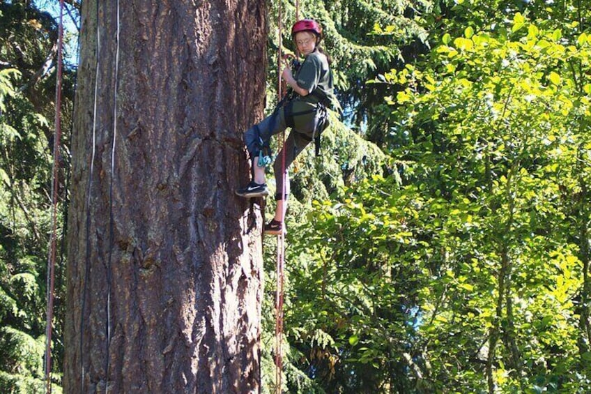 Sunset Canopy Climb on Lopez Island