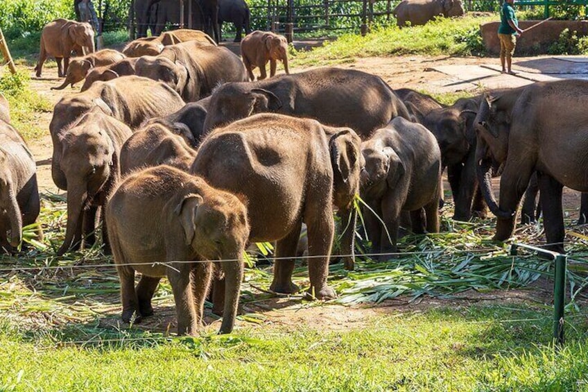 Udawalawe elephant transit home