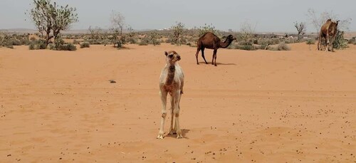 Mini-Sahara Adventure & Berber Lunch from Agadir