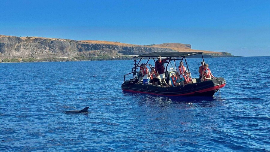 Reunion: Dolphin and whale watching in Saint-Gilles-les-Bains