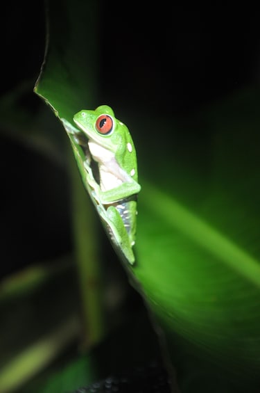 Show item 1 of 6. Green tree frog on a leaf