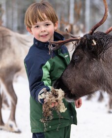 Kalix: Reindeer Safari in lapland