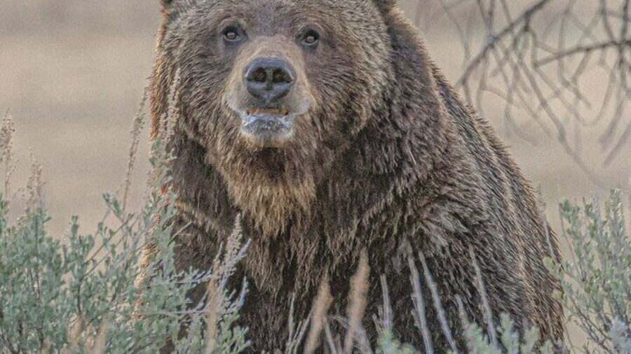Wildlife Hiking Adventure in Yellowstone with Lunch